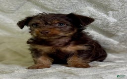 Yorkiepoo dogs for sale: Hershey - Image 2