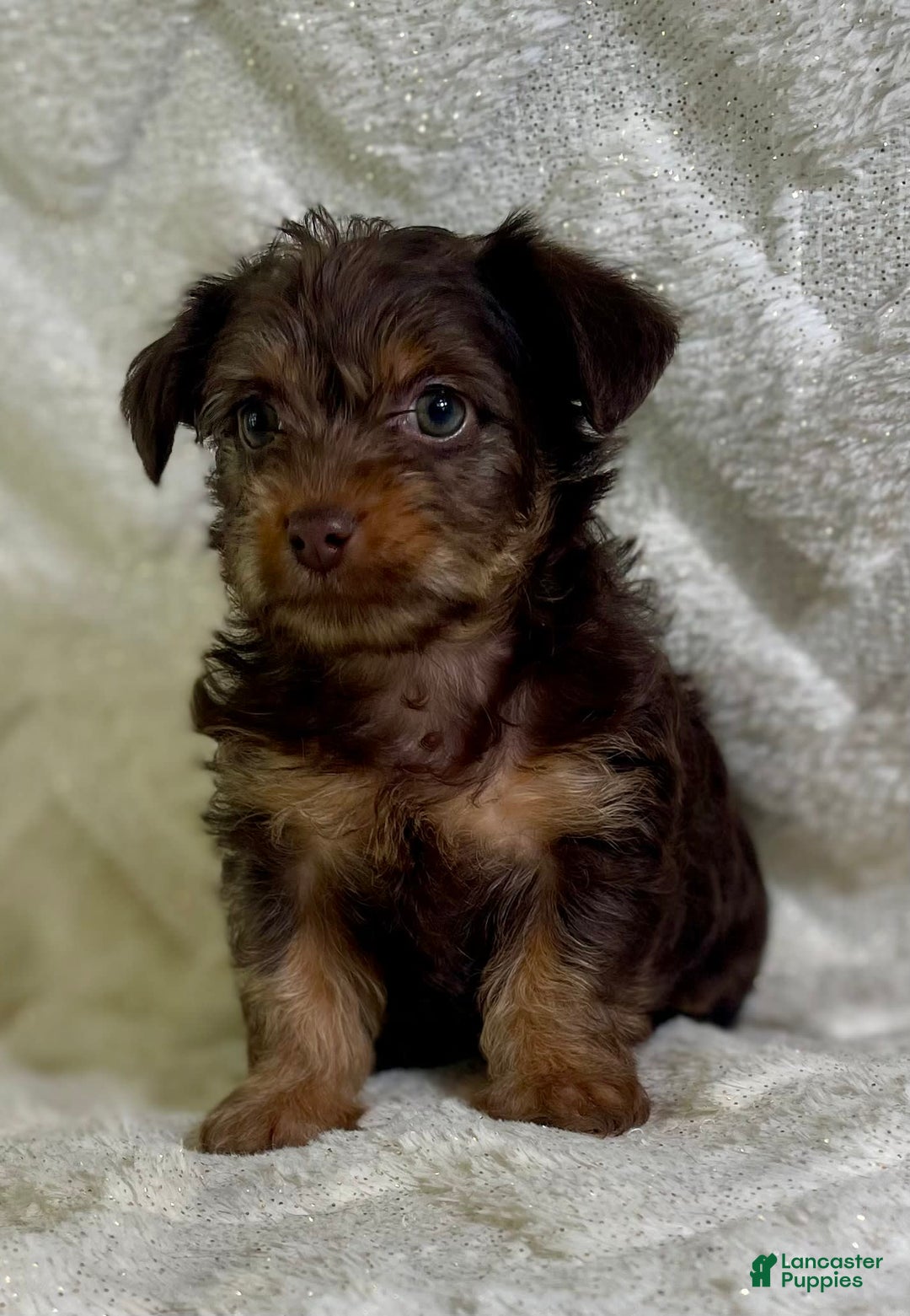 Yorkiepoo dogs for sale: Hershey - Image 2