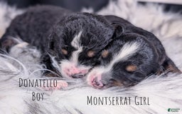 Mini Bernedoodle dogs for sale: Montserrat - Image 4
