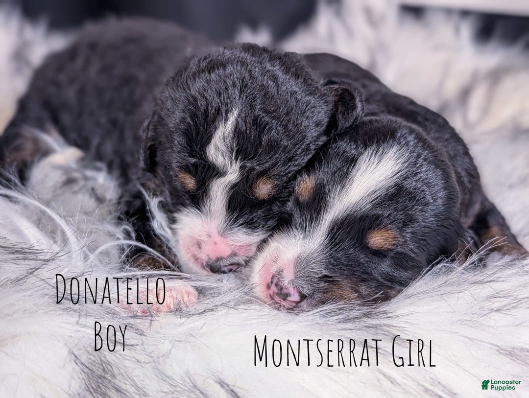 Mini Bernedoodle dogs for sale: Montserrat - Image 4