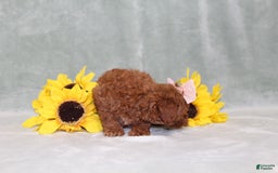 Miniature Poodle dogs for sale: Val - Image 1