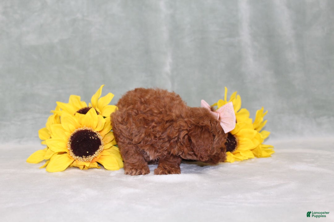 Miniature Poodle dogs for sale: Val - Image 1