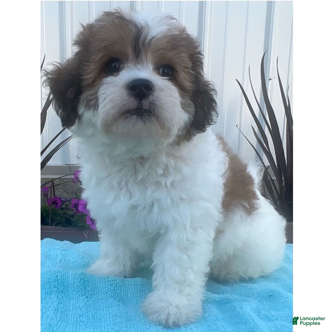 Teddy Bear dogs for sale: Sofia - Image 1