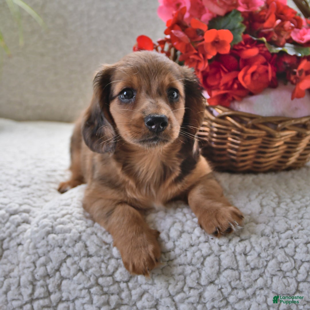 Miniature Dachshund dogs for sale: Miniature Dachshund 4 puppies - Image 16