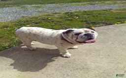 Boston Terrier dogs for sale: Blue Pedro - Image 11