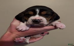 Walker Hound dogs for sale: White - Image 3