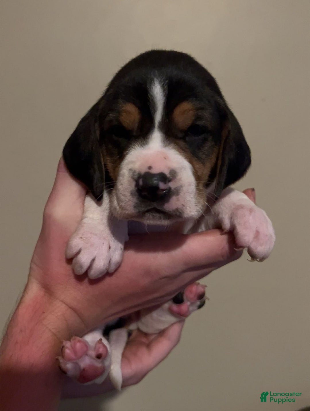 Walker Hound dogs for sale: White - Image 3