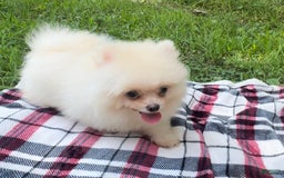 Pomeranian dogs for sale: Kobe - Image 5
