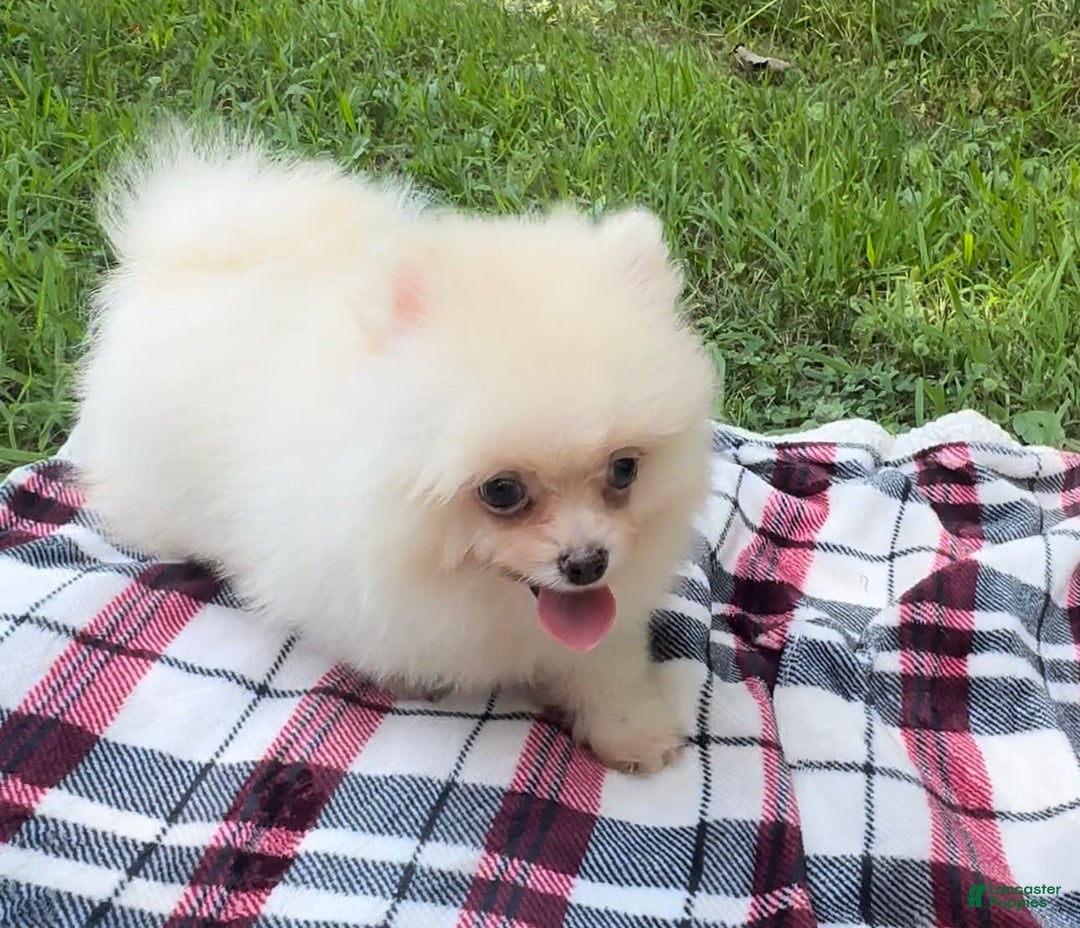 Pomeranian dogs for sale: Kobe - Image 5