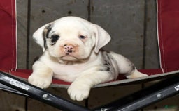 Beabull dogs for sale: Sunny - Image 4