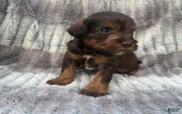 Schnoodle dogs for sale: Ramsey - Image 3