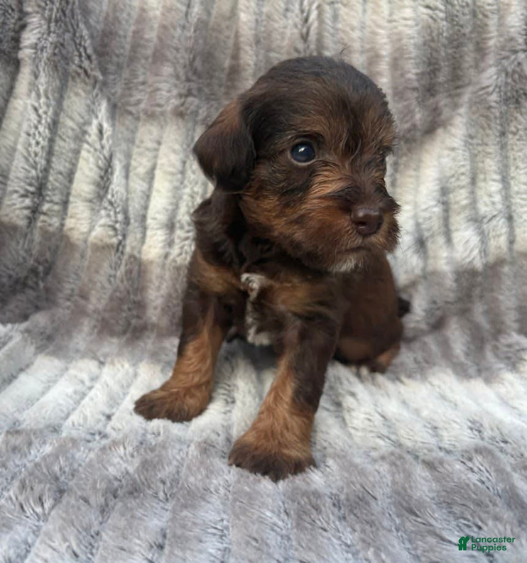 Schnoodle dogs for sale: Ramsey - Image 3