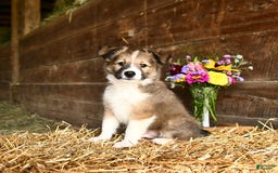 Shetland Sheepdog dogs for sale: Ranger - Image 3
