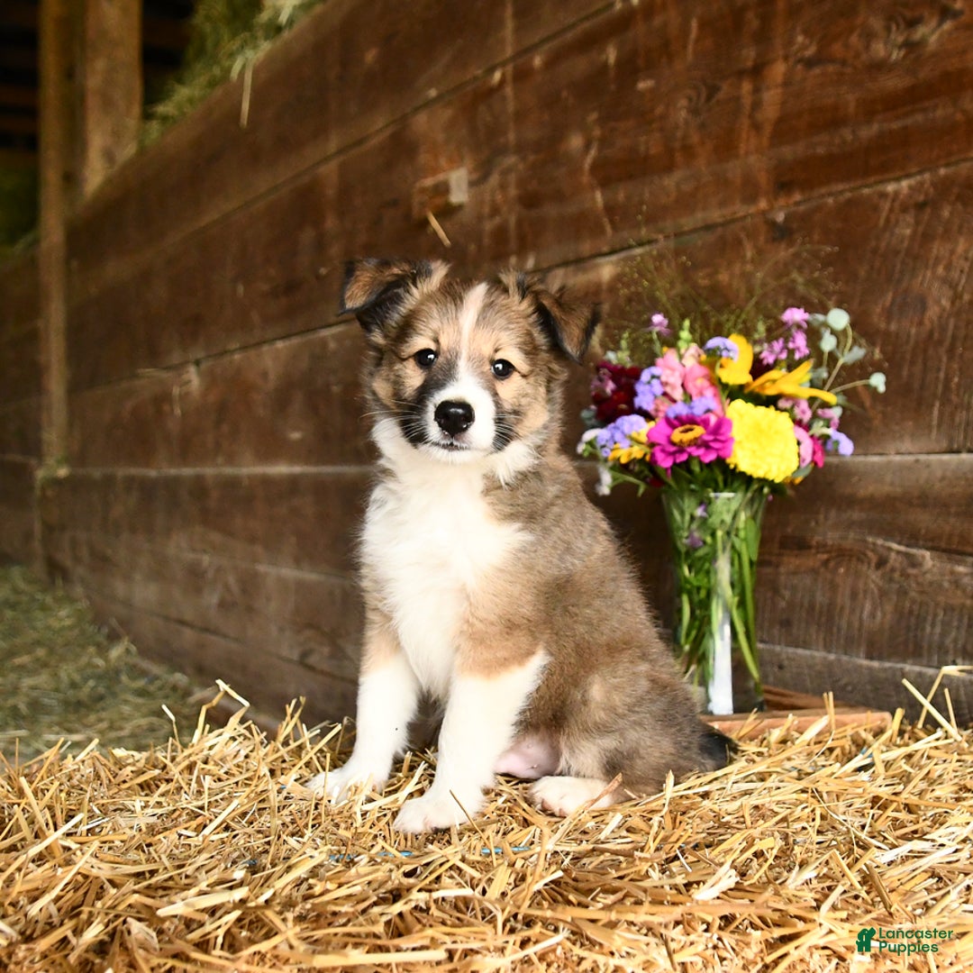 Shetland Sheepdog dogs for sale: Ranger - Image 3