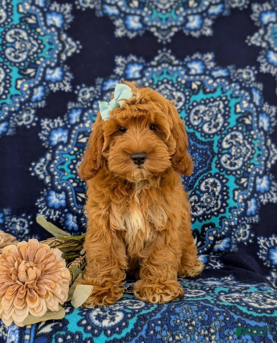 Cockapoo dogs for sale: Dustee - Image 9