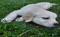 Golden Retriever dogs for sale: Pepper - Image 17