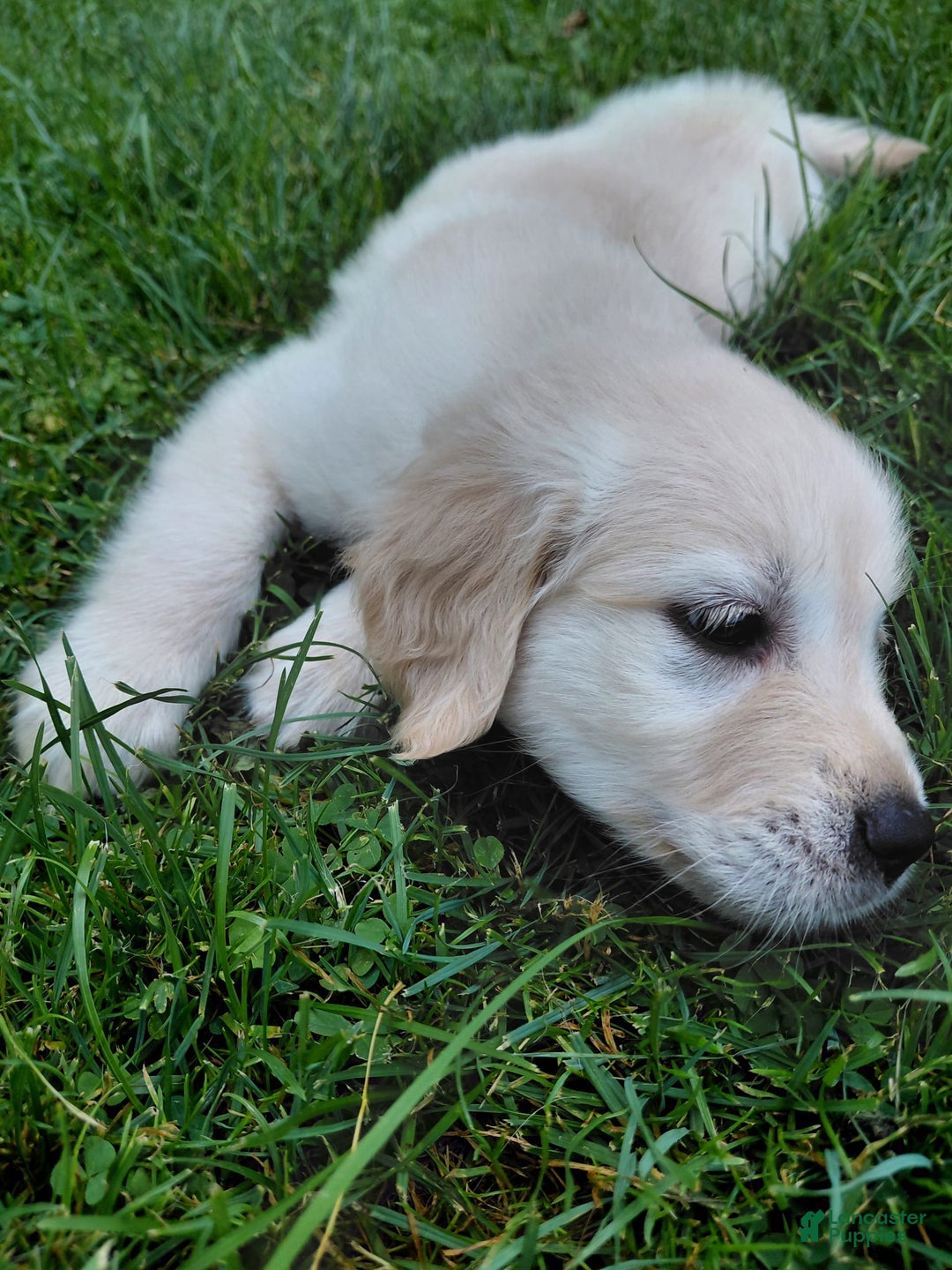 Golden Retriever dogs for sale: Pepper - Image 17