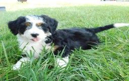 Mini Bernedoodle dogs for sale: Daisy - Image 3