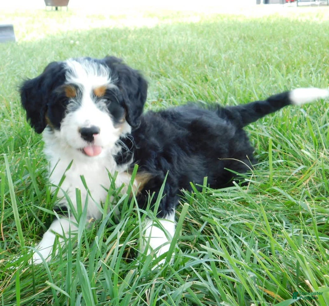Mini Bernedoodle dogs for sale: Daisy - Image 3