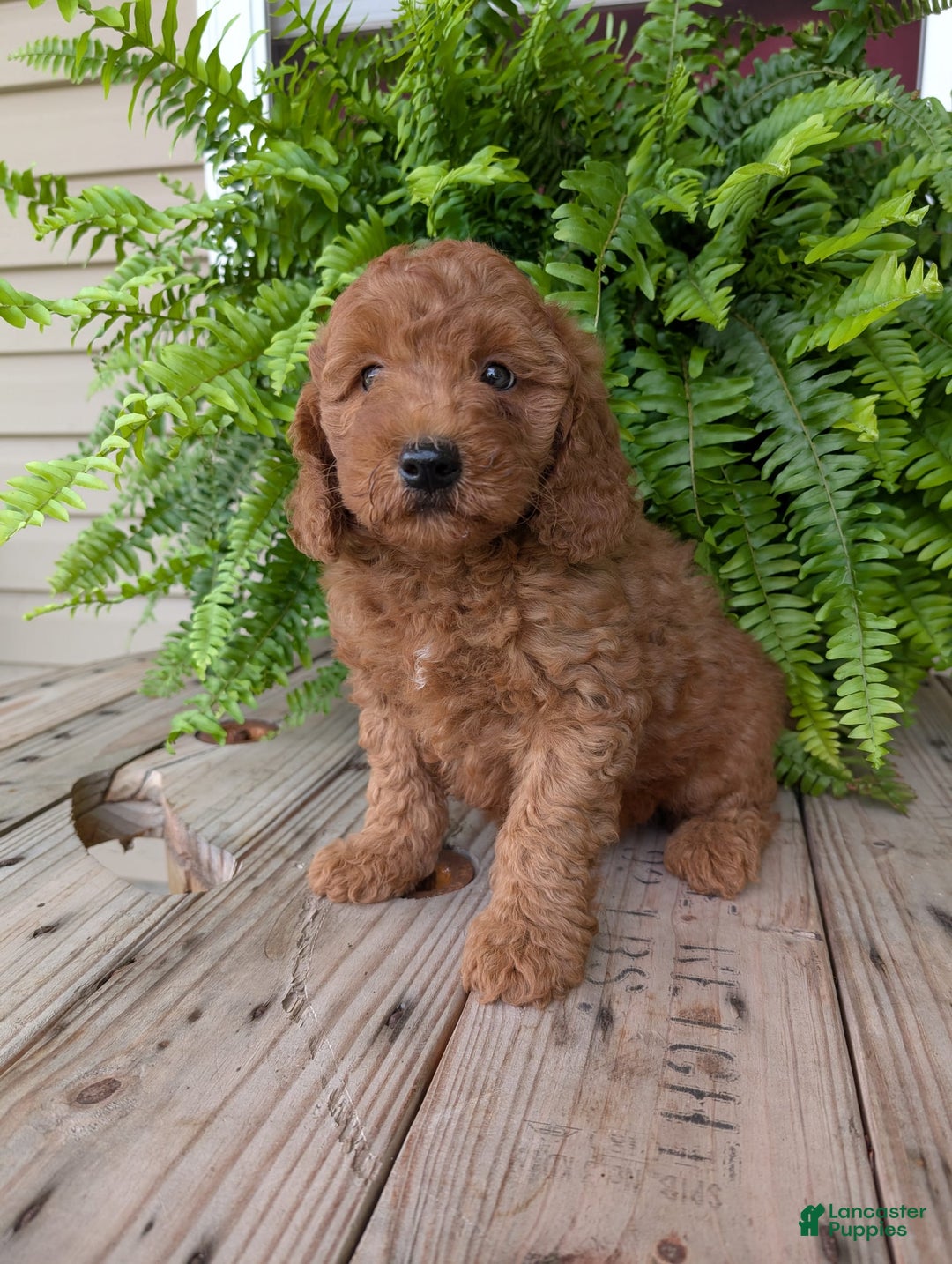 Mini Goldendoodle dogs for sale: Mini -kobe - Image 38