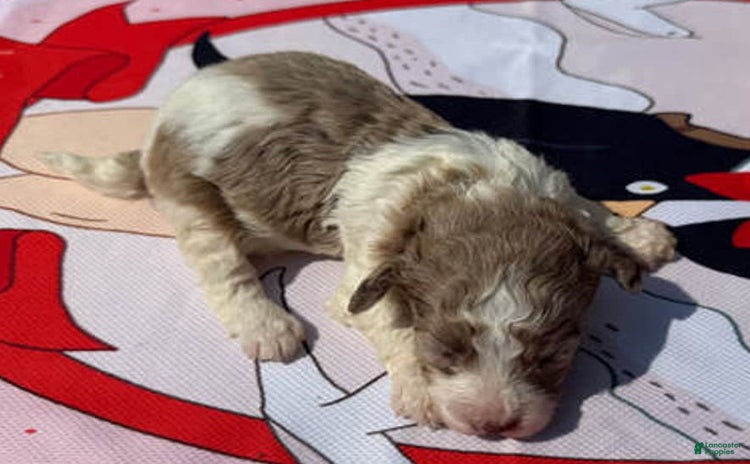 Maltipoo dogs - Advert 6