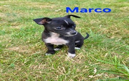 Chihuahua dogs for sale: Marco - Image 2