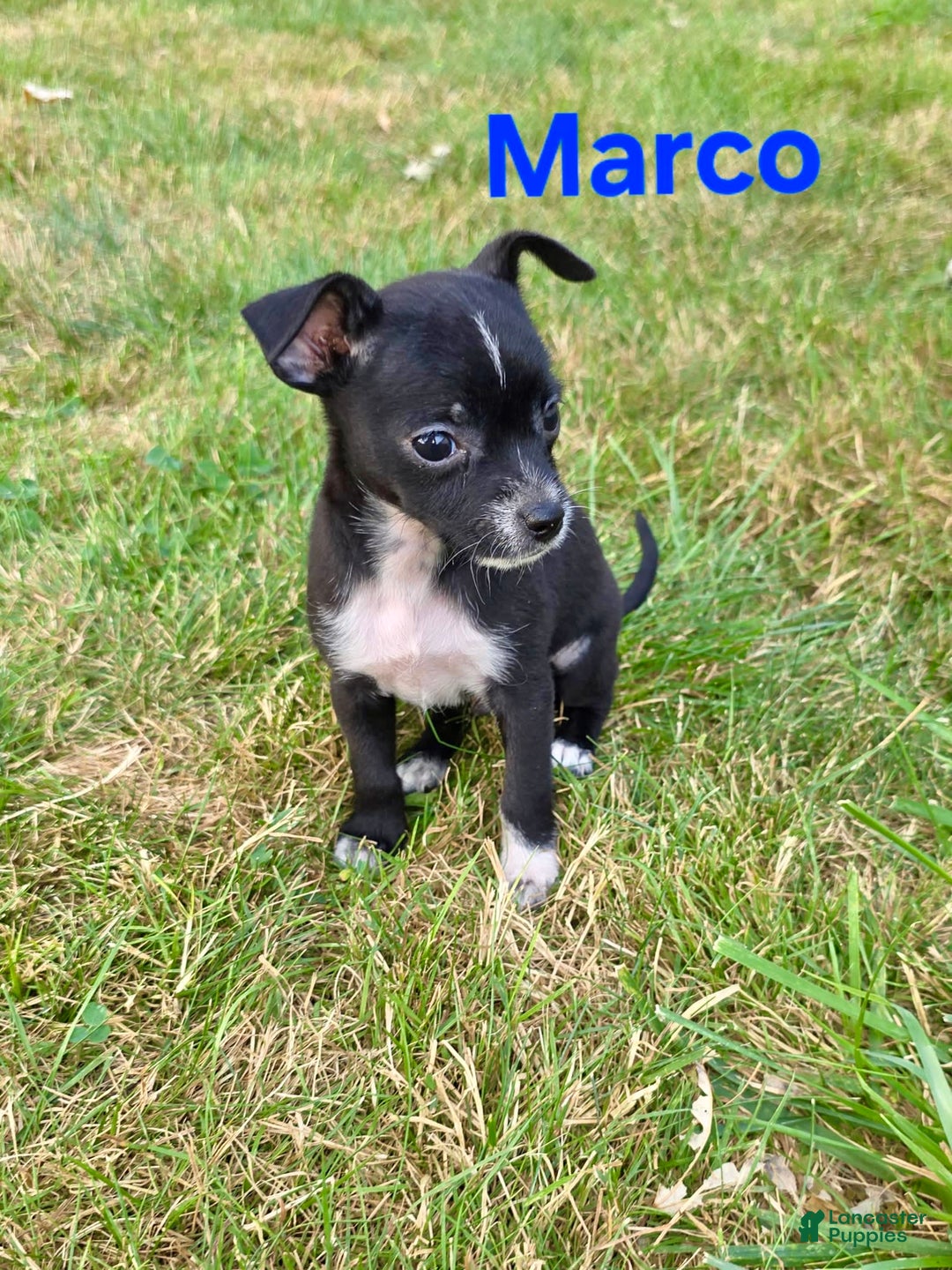 Chihuahua dogs for sale: Marco - Image 2