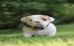 Beabull dogs for sale: Rockstar - Image 10