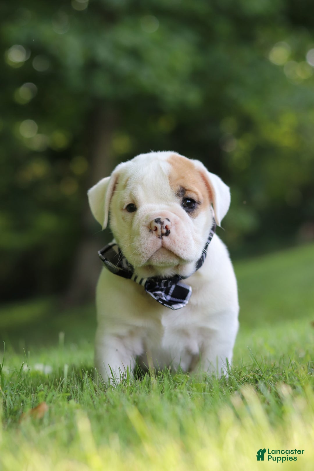 Beabull dogs for sale: Rockstar - Image 10