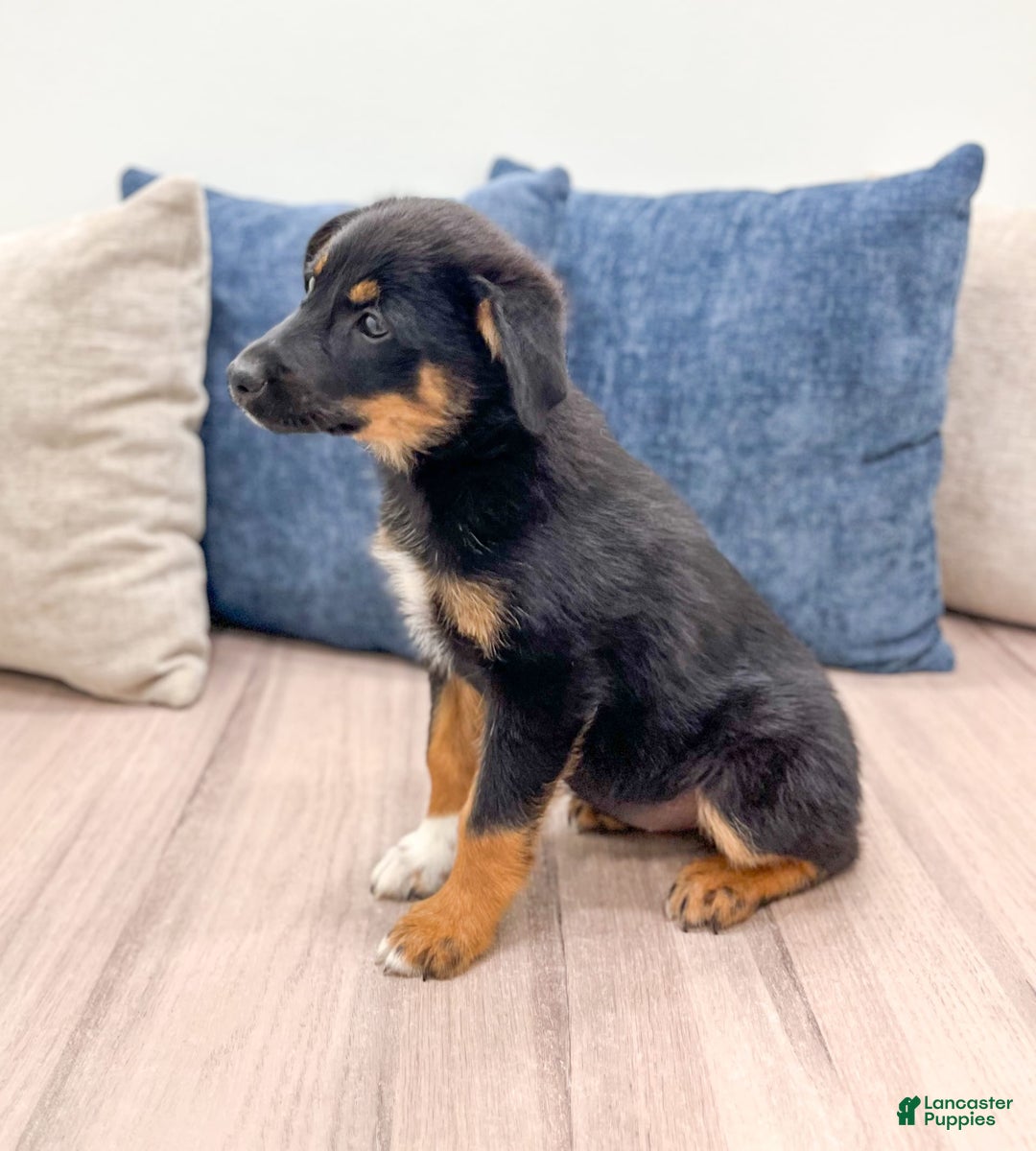 Miniature Australian Shepherd dogs for sale: Miniature Australian Shepherd 3 puppies - Image 4
