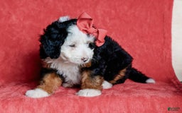 Mini Bernedoodle dogs for sale: Matilda - Image 7