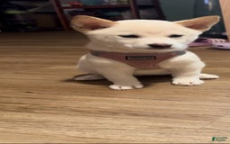 Shiba Inu dogs for sale: Luna - Image 3