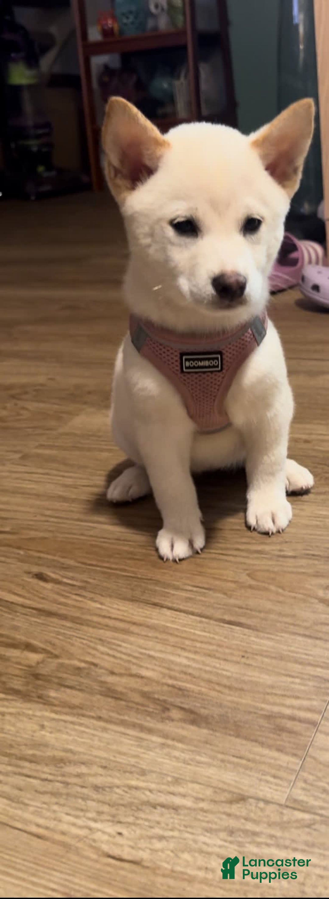 Shiba Inu dogs for sale: Luna - Image 3