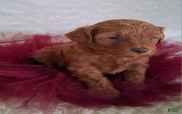 Mini Aussiedoodle dogs for sale: Ginger - Image 6