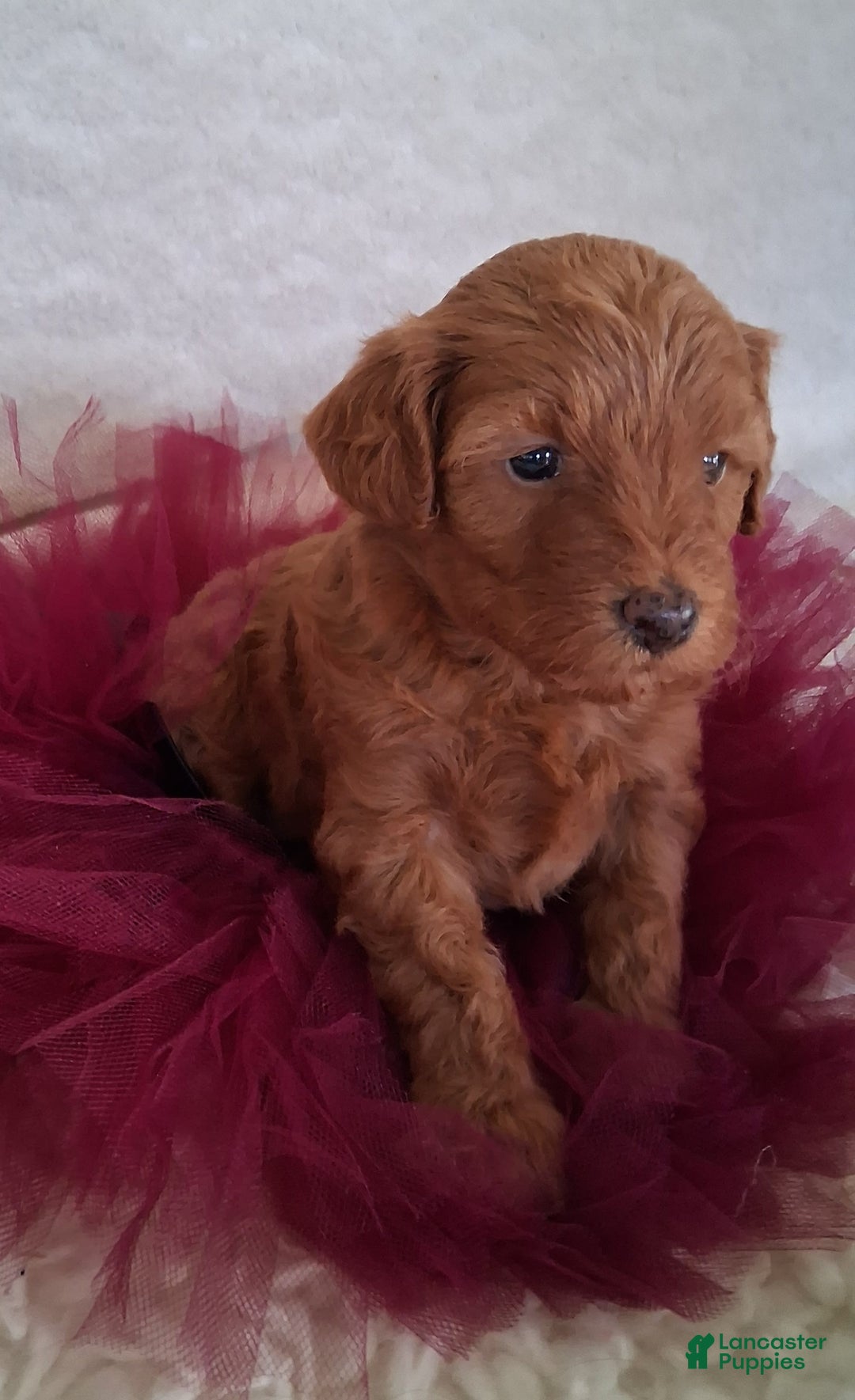 Mini Aussiedoodle dogs for sale: Ginger - Image 6