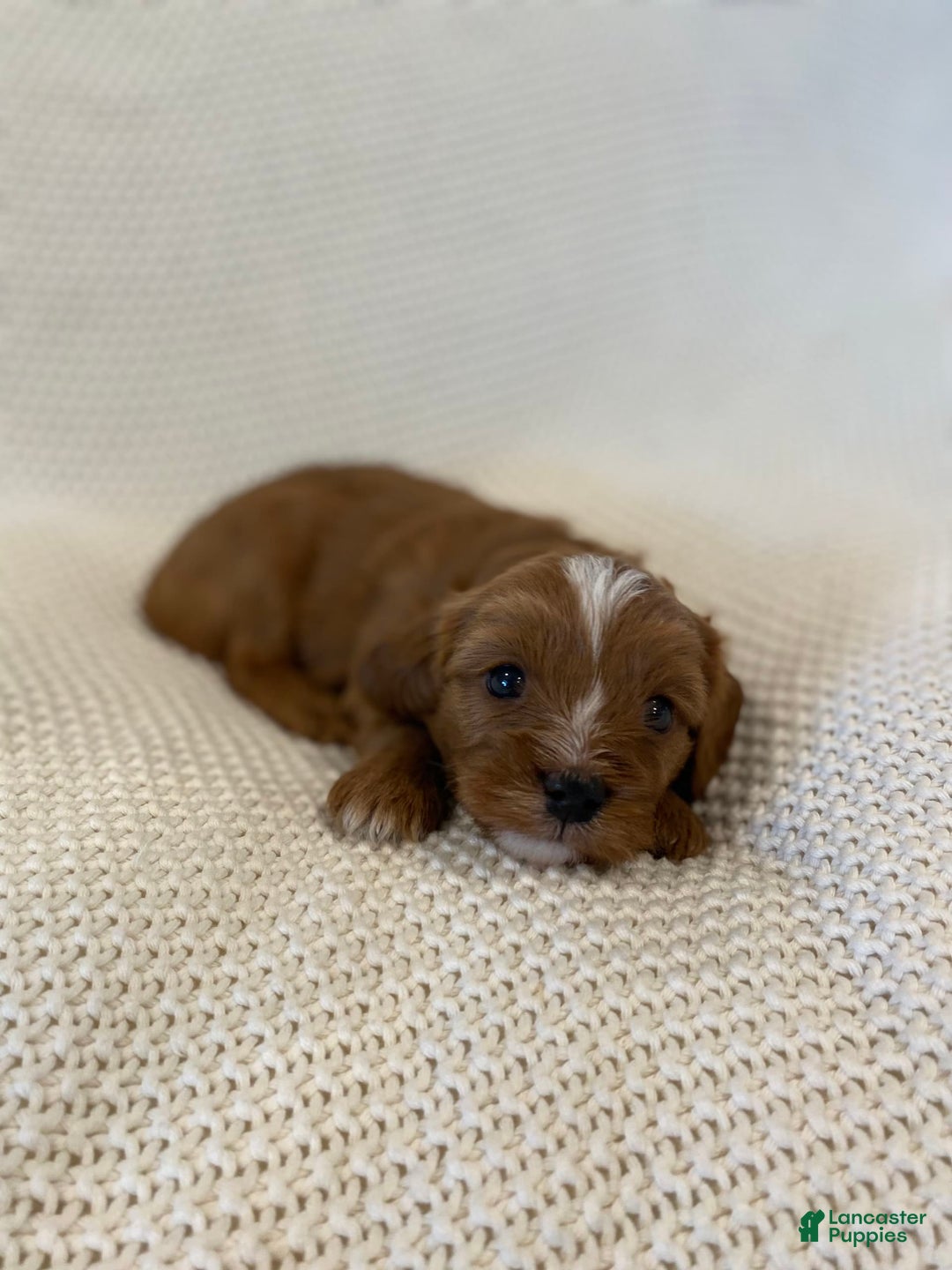 Cavapoo dogs for sale: Maverick - Image 1