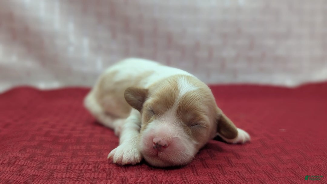 Cockapoo dogs for sale: Betsy - Image 1