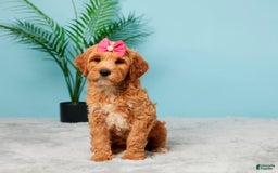Mini Goldendoodle dogs for sale: Missie - Image 1