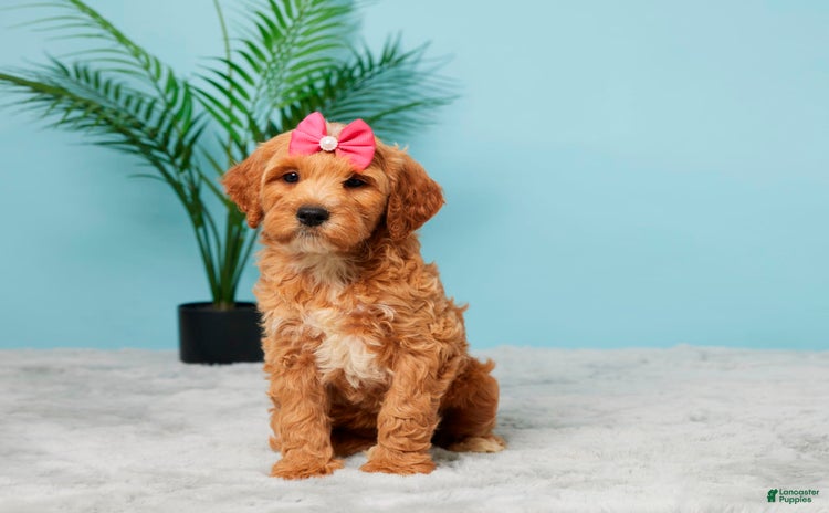 Mini Goldendoodle dogs for sale - Ad 4