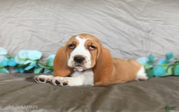 Basset Hound dogs for sale: Sarie - Image 3