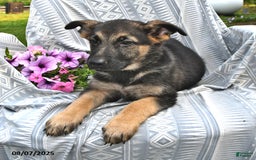 German Shepherd dogs for sale: Dora - Image 3