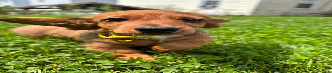 Scappy