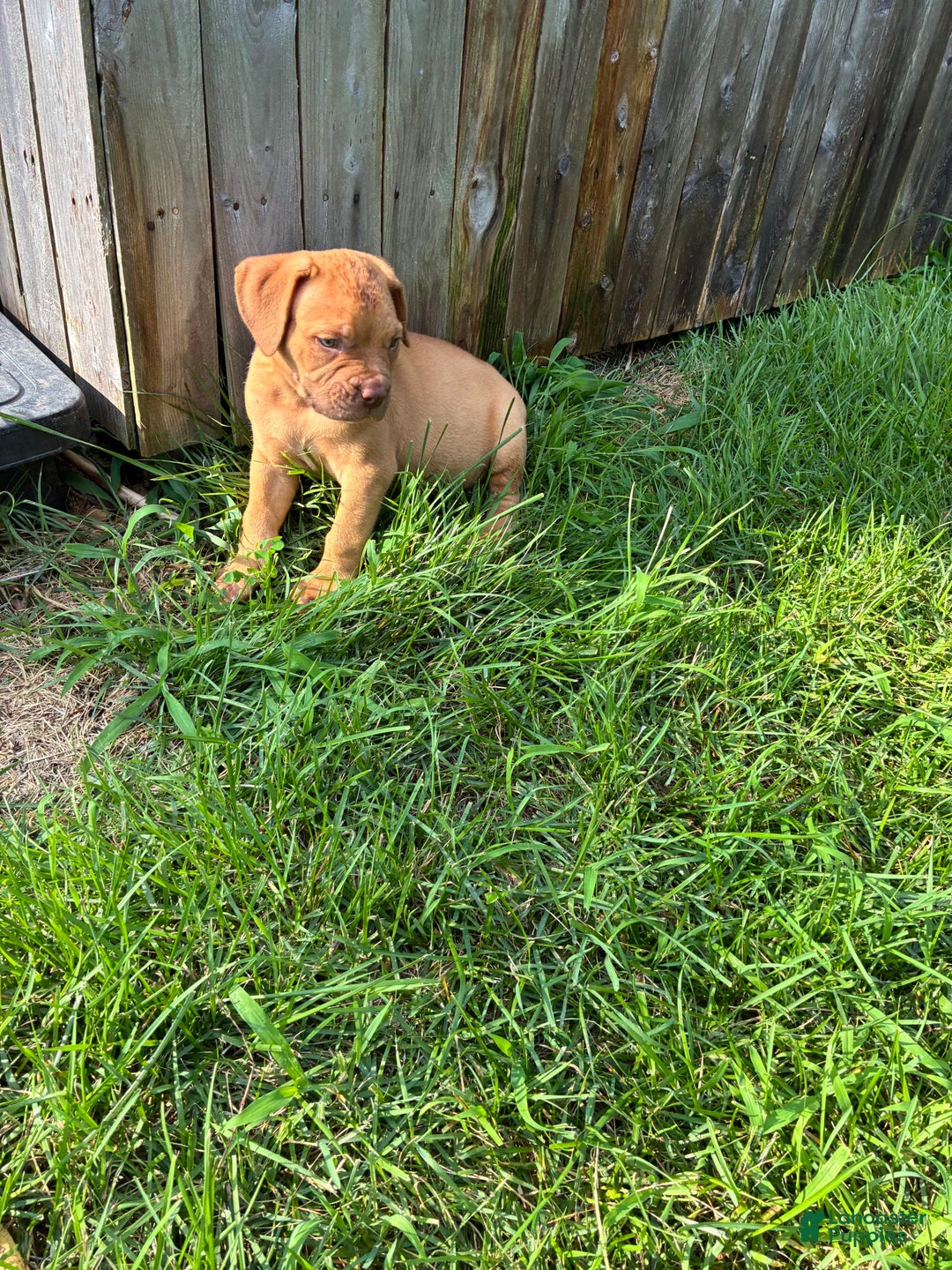Presa Canario dogs for sale: Ferrari - Image 5