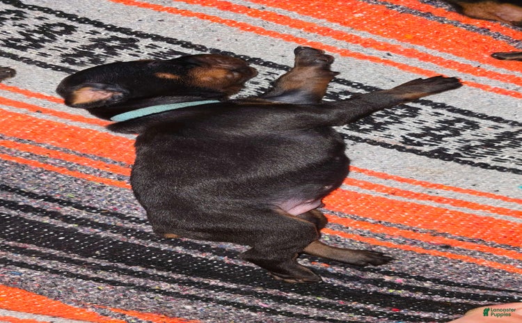 Doberman Pinscher dogs for sale - Ad 1