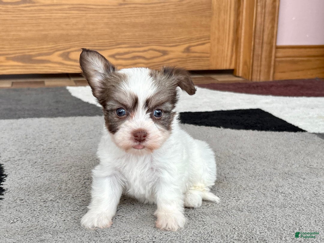 Coton De Tulear dogs for sale: Rita - Image 3
