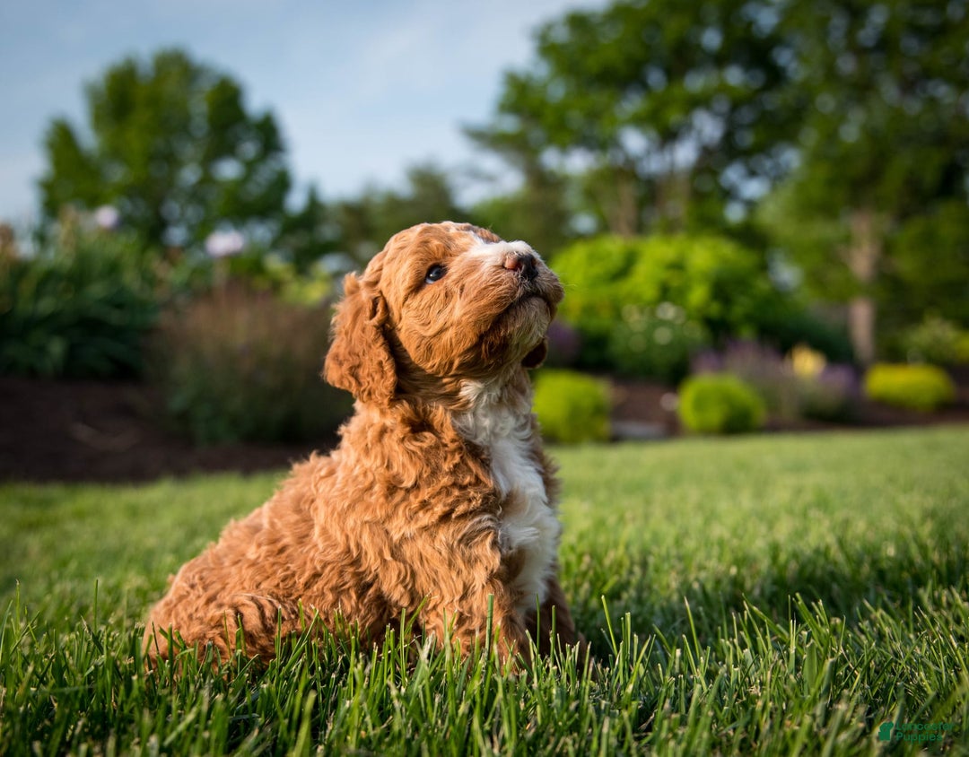 Goldendoodle dogs for sale: Janelle - Image 5