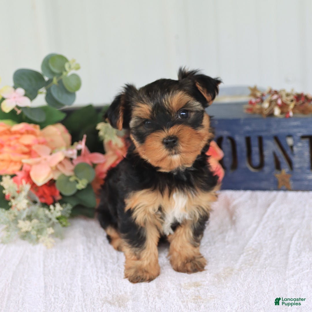 Yorkshire Terrier dogs for sale: Sandra - Image 2