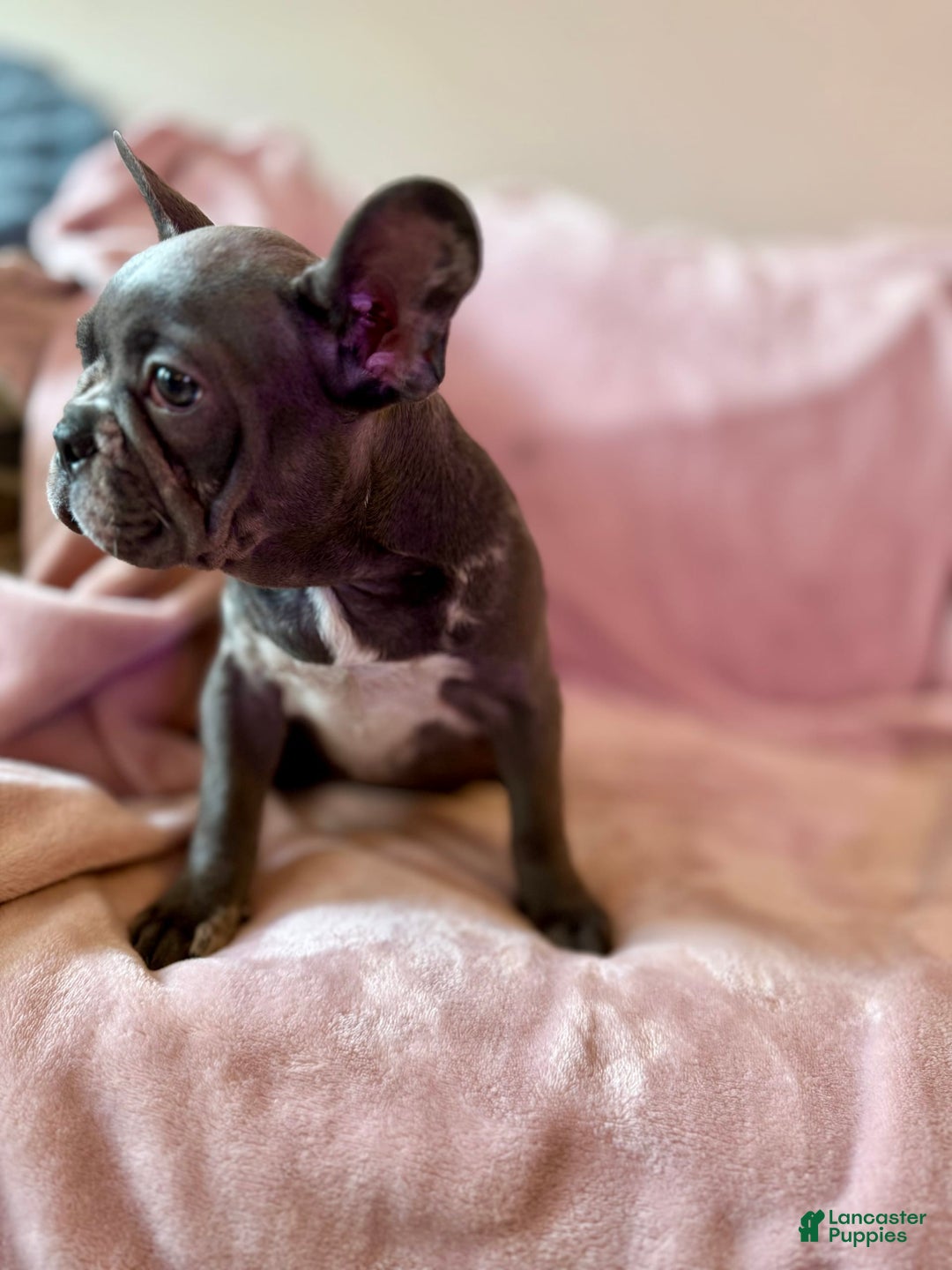 French Bulldog dogs for sale: Thor - Image 5