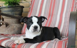 Frenchton dogs for sale: Cadillac - Image 2