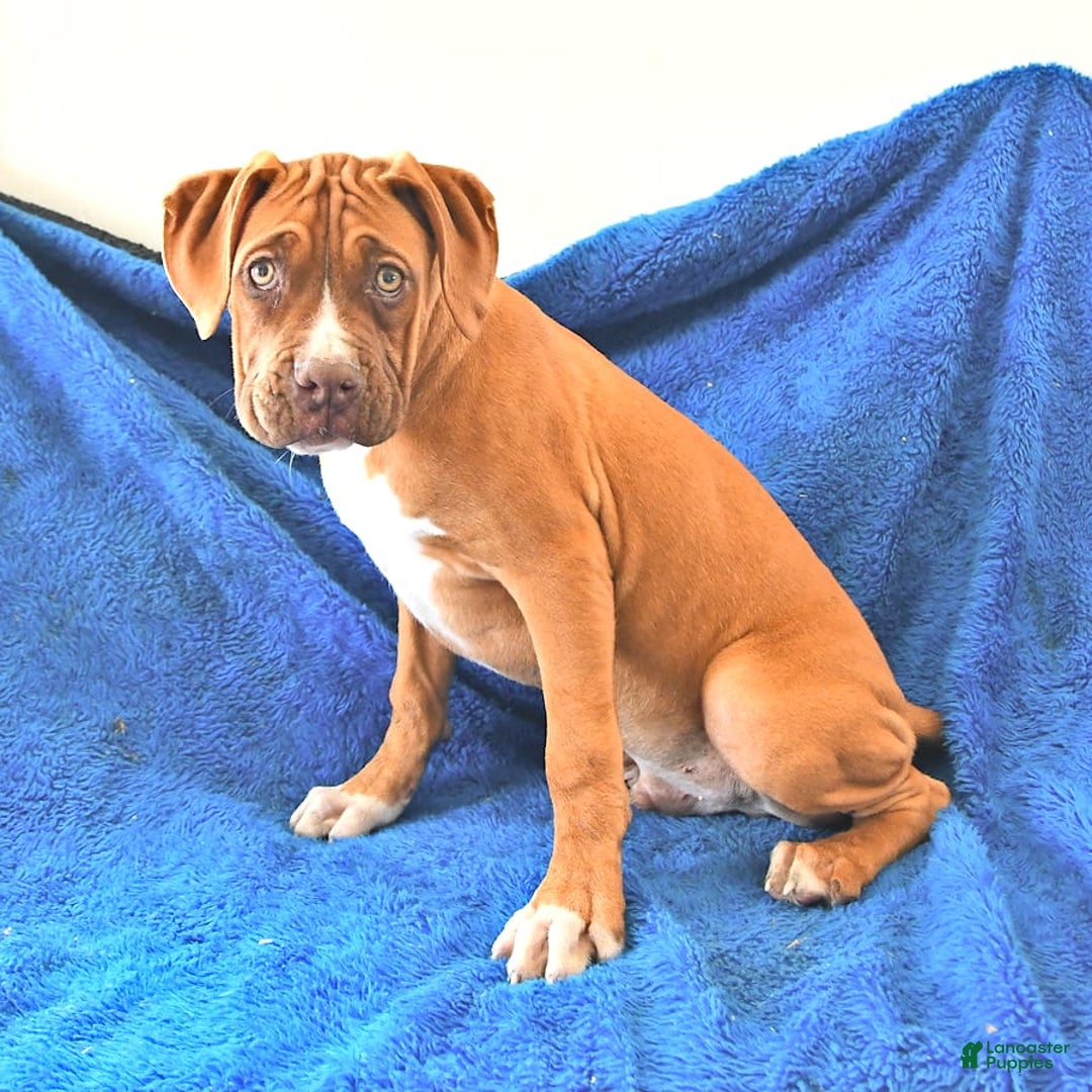 Boxer dogs for sale: Tank Rare Color - Image 11